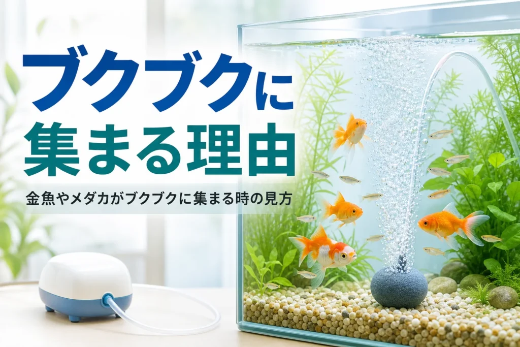 エアストーンの泡のまわりを金魚とメダカが泳ぐ水槽
