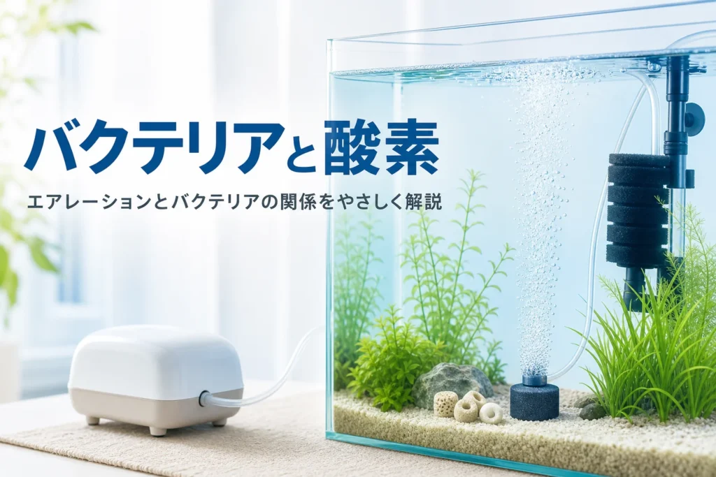 フィルターとエアストーンの泡が見える澄んだ水槽