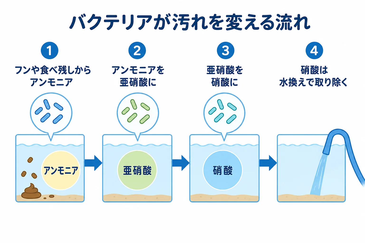 ろ過バクテリアがアンモニアを亜硝酸、硝酸へと変えていく流れを示した図解
