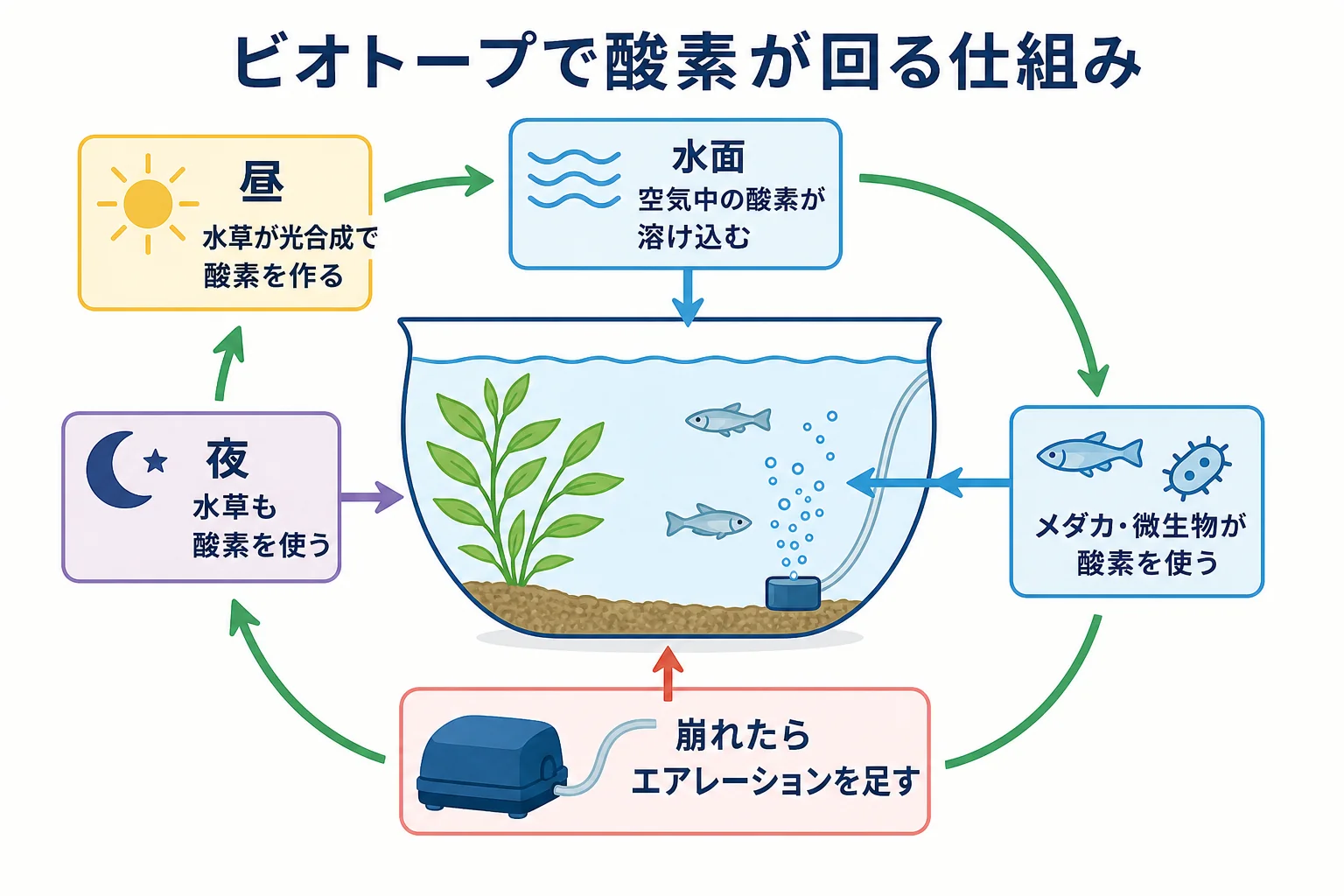 ビオトープで水草・水面・生き物・微生物の間を酸素が回る仕組みと、崩れやすい条件をまとめた図解