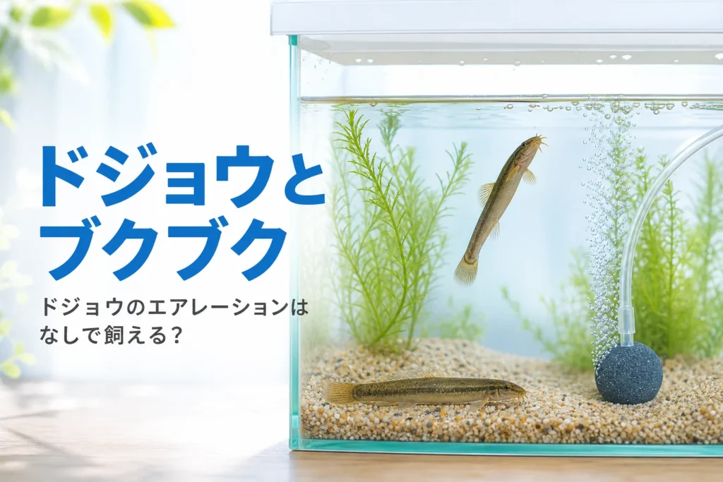 細かい砂を敷いた水槽で休むドジョウと、水面に向かって泳ぐドジョウ