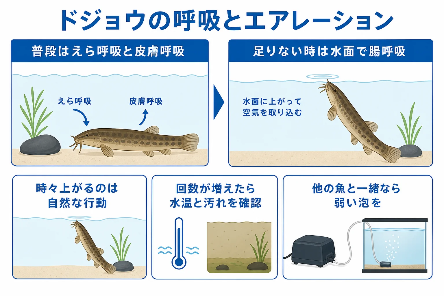 ドジョウの呼吸のしかたと、水面に上がる回数からエアレーションの要否を判断する図解