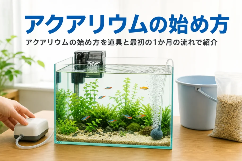 立ち上げたばかりの小さな水槽と、アクアリウムの始め方を紹介する記事タイトル