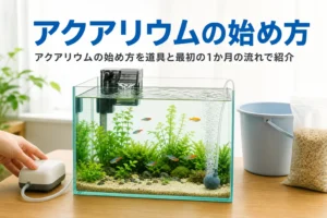 立ち上げたばかりの小さな水槽と、アクアリウムの始め方を紹介する記事タイトル
