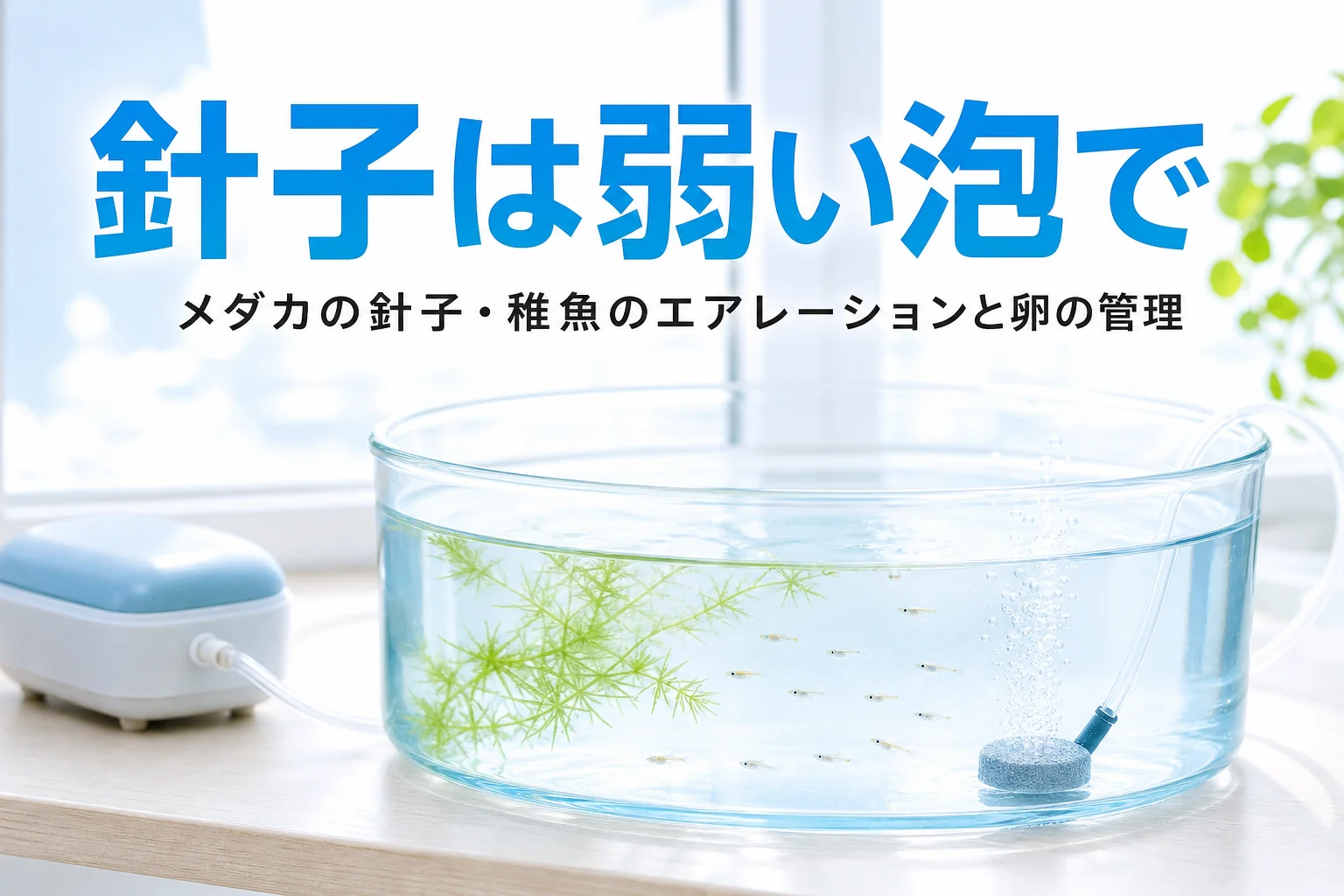 浅い容器の端でごく弱い泡が立ち、反対側でメダカの稚魚が泳ぐ様子と、針子のエアレーションを紹介する記事タイトル
