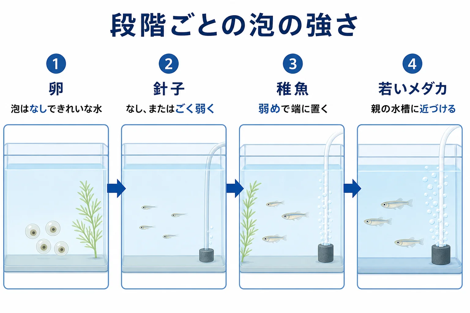 メダカの卵・針子・稚魚・若いメダカの段階ごとに、エアレーションの泡の強さと水流の考え方を時間の流れで並べた図解