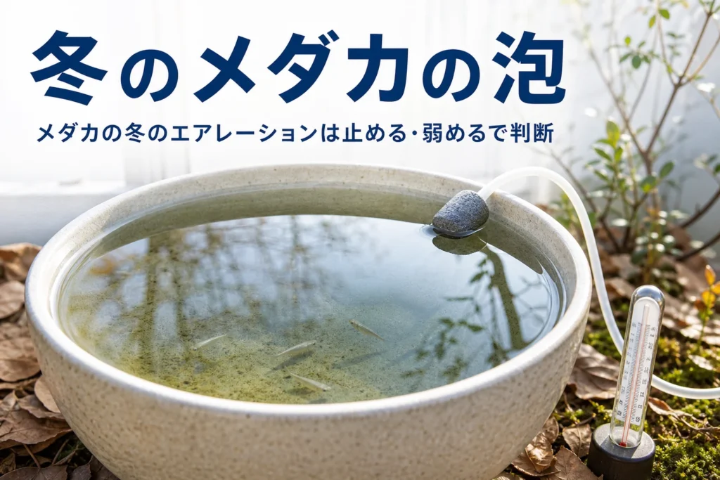 冬の朝の睡蓮鉢で底にメダカが静かにいる様子