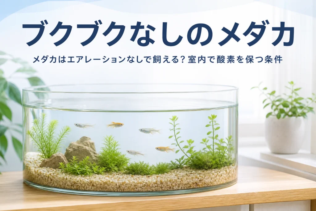 水面の広い室内の水槽でメダカが泳ぐ様子と、メダカをエアレーションなしで飼う条件を紹介する記事タイトル