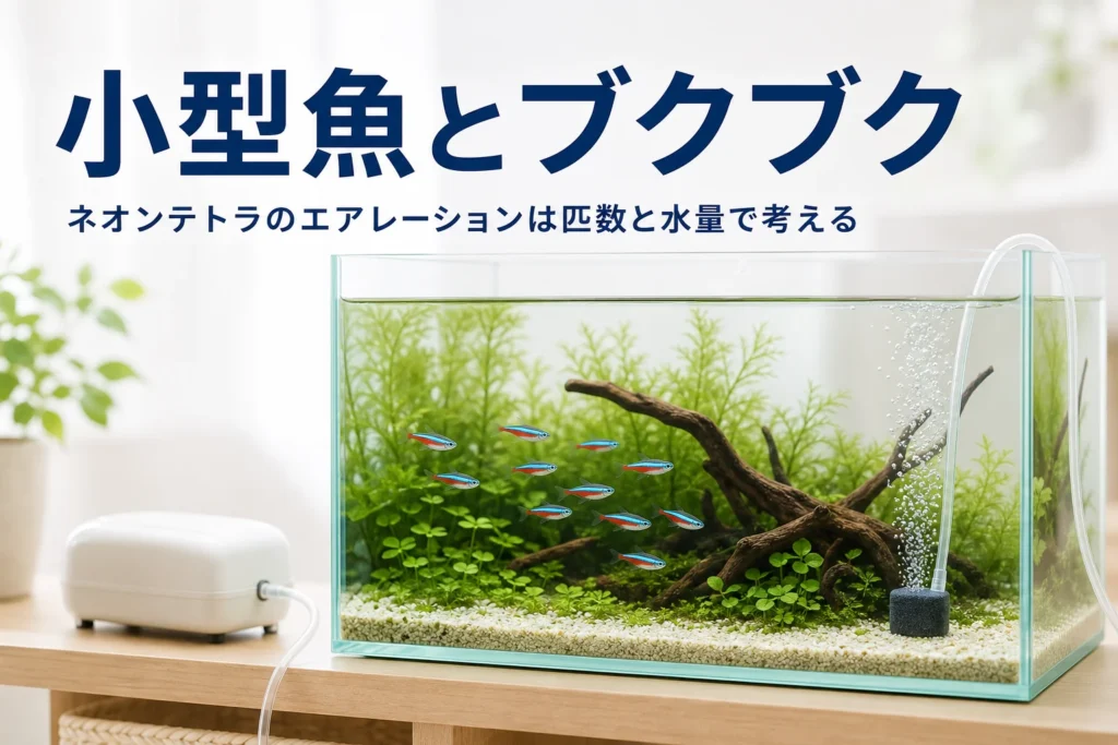 小さな熱帯魚の群れが泳ぐ水草水槽と、端から少しだけ泡が上がるエアストーン