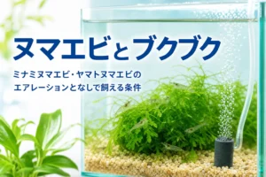 水草の上にヌマエビがとまる水槽で控えめな泡が立つ様子と、ミナミヌマエビのエアレーションを紹介する記事タイトル
