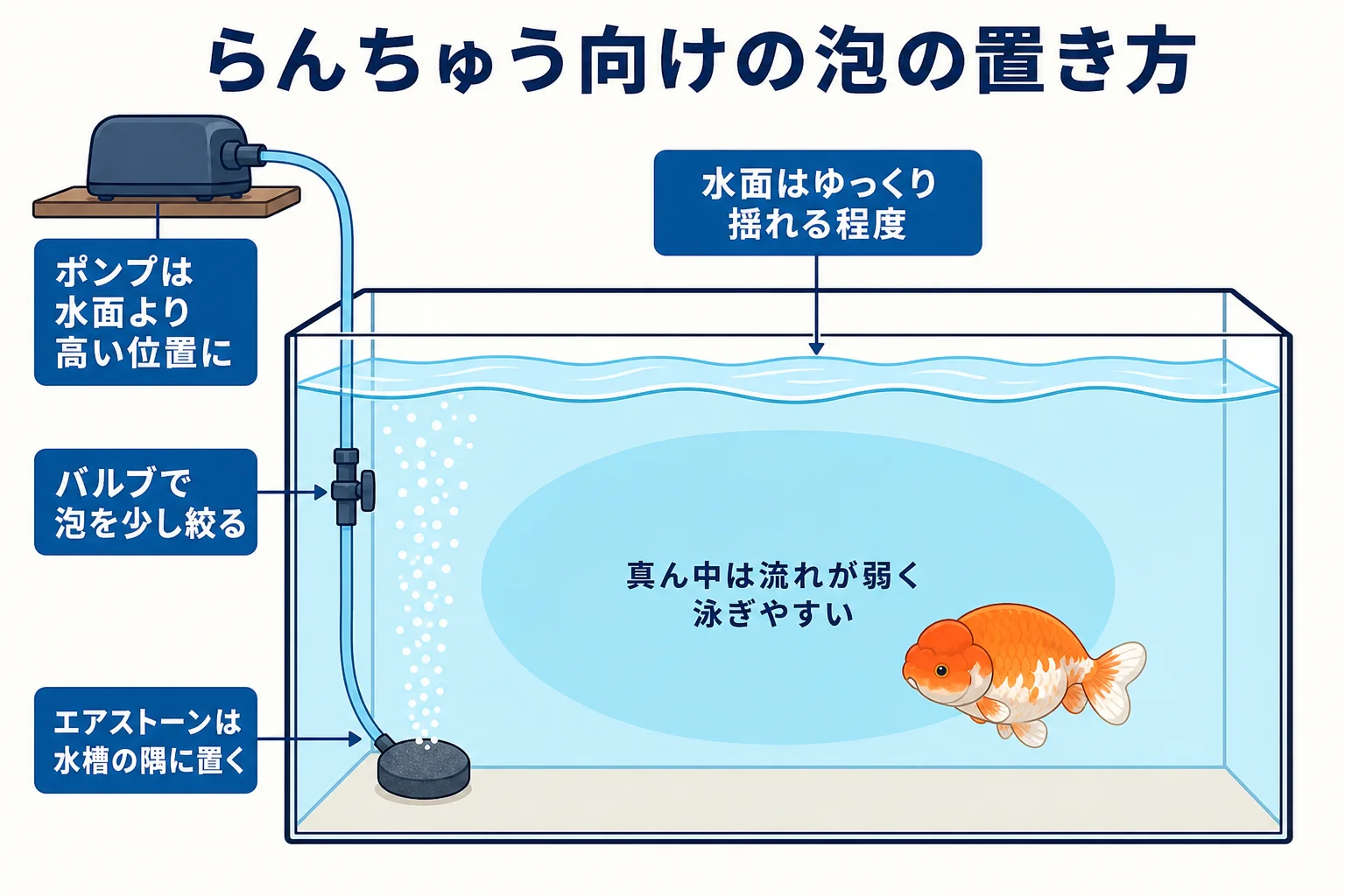 らんちゅうの水槽でエアストーンを隅に置き、泡を弱めにして真ん中を静かに保つ配置の図解