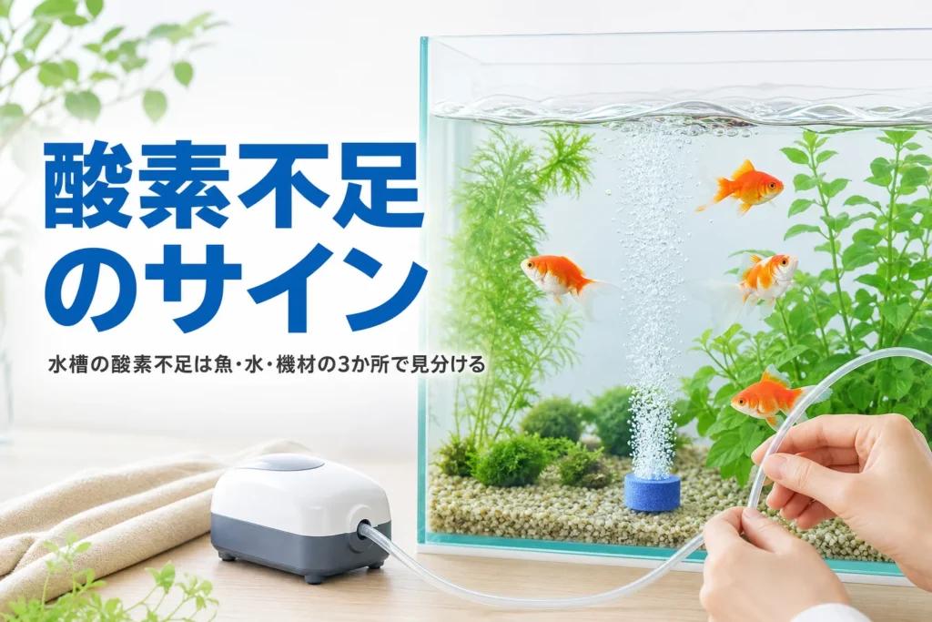 エアストーンから泡が立つ水槽で金魚が泳ぐ様子
