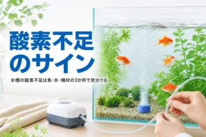 エアストーンから泡が立つ水槽で金魚が泳ぐ様子