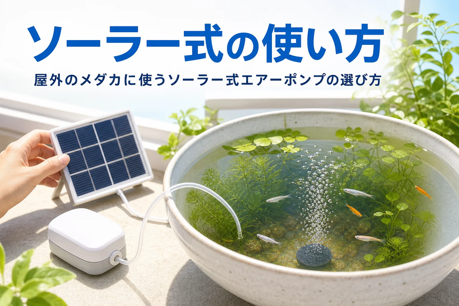 屋外の睡蓮鉢にソーラーパネル式のエアーポンプで泡を送っている様子と記事タイトル
