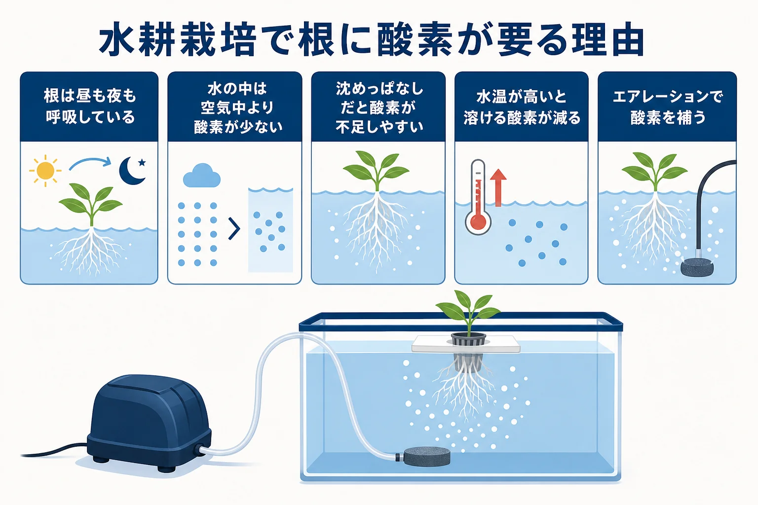 水耕栽培で根が酸素を使って呼吸し、エアレーションで酸素を補う仕組みを示した図解