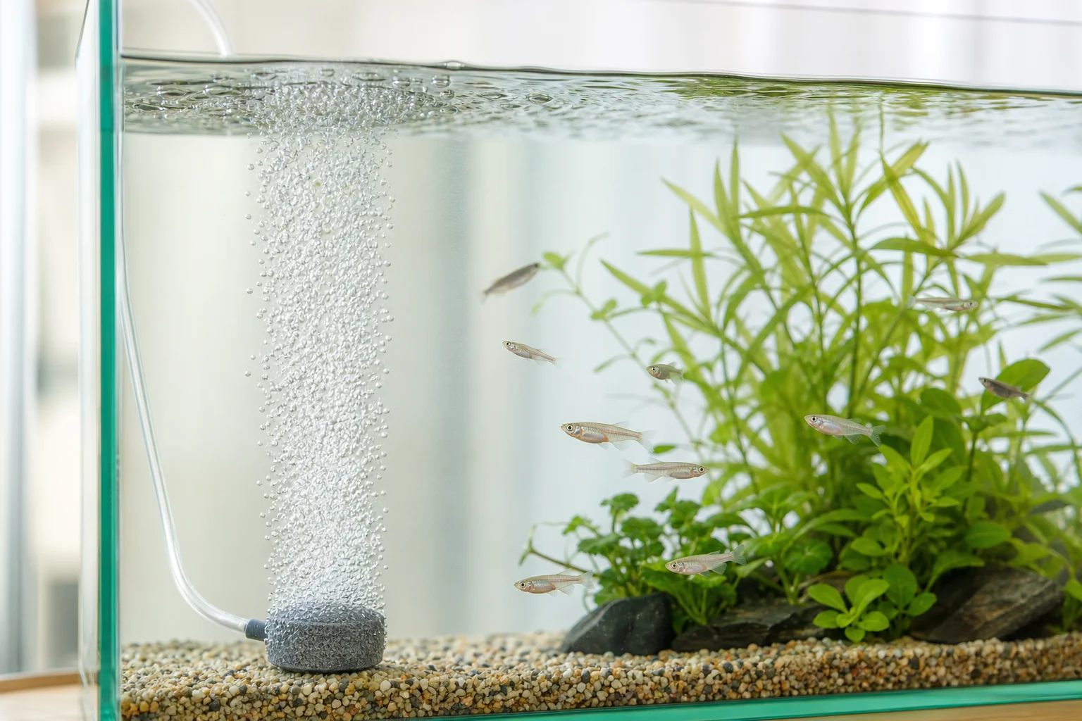 水槽の端でエアストーンから細かい泡が立ち、水面がゆるやかに揺れている様子
