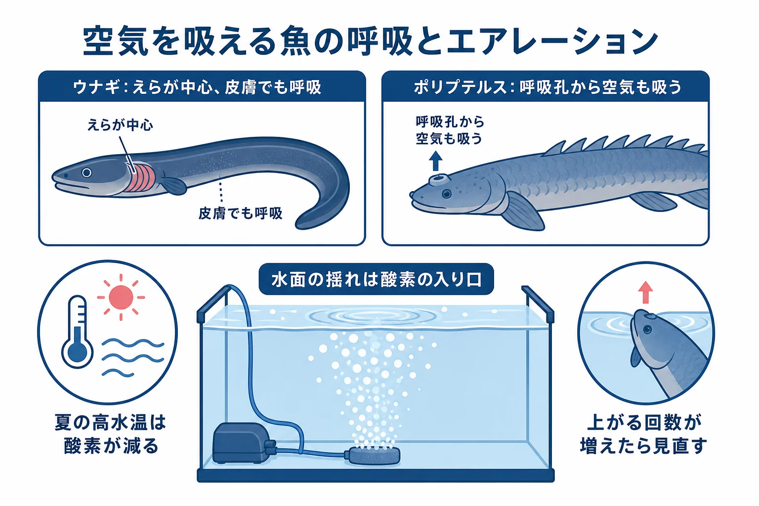 うなぎ・ポリプテルスの水槽で、呼吸のしかたと水槽の条件からエアレーションの要否を判断する図解