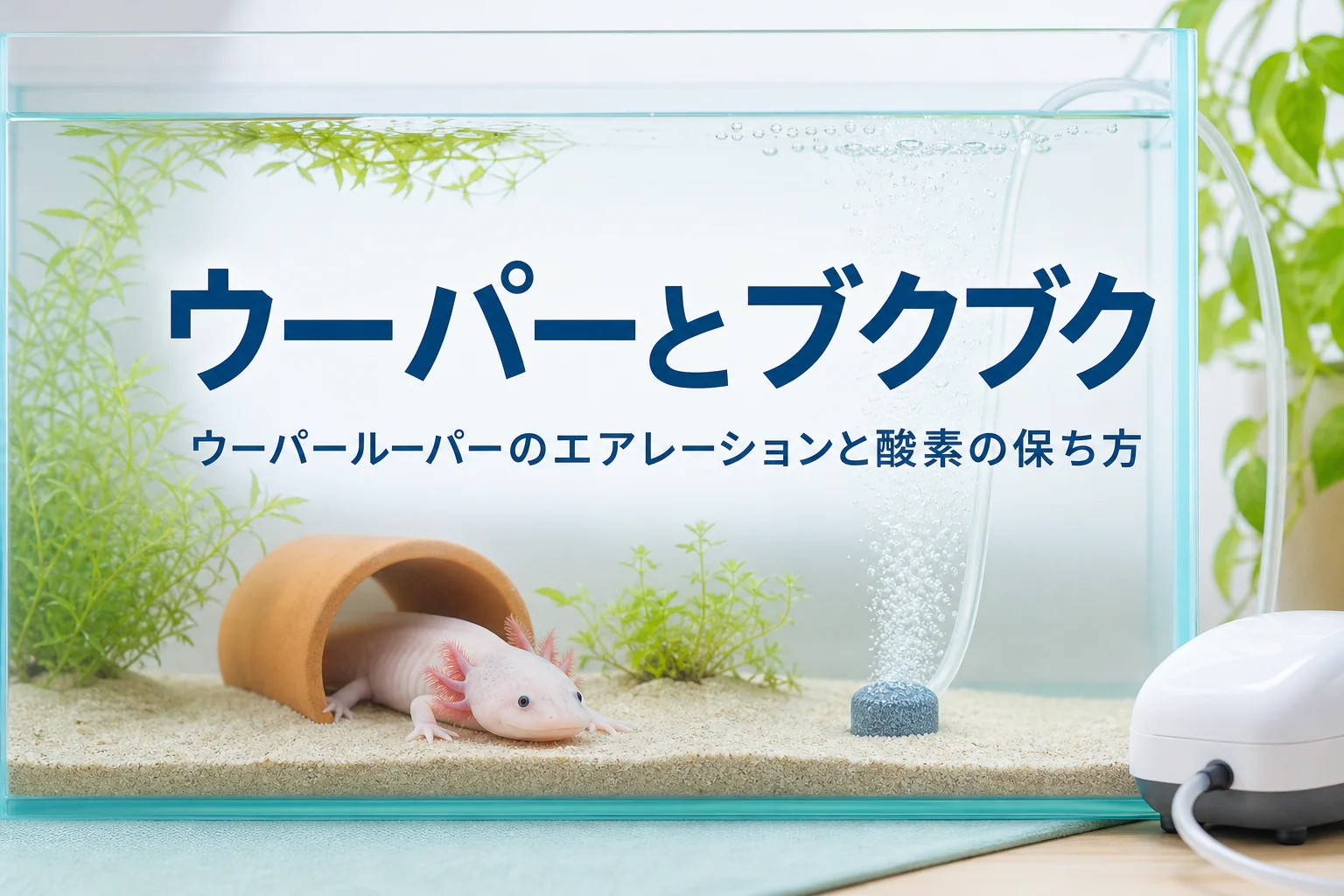 底で休むウーパールーパーと、水槽の反対側の端から控えめに上がる細かい泡